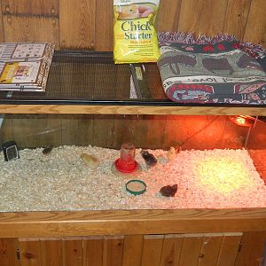 we lost out pet snake so we had empty 75 gal tank did not want fish so turned it into brooder
