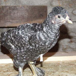 Barred Silkie