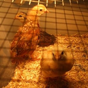 These are 3 of my 4 chicks..