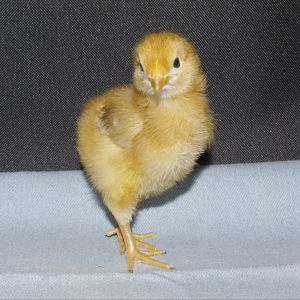 Rhode Island Red Pullet (5-6 days old)