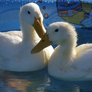 Cute ducks