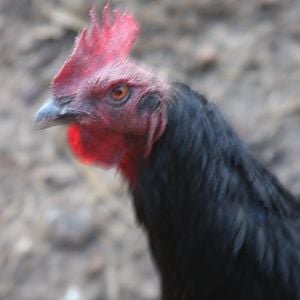 Starbuck, a rescue chicken, is becoming acquainted with the rest of the group.