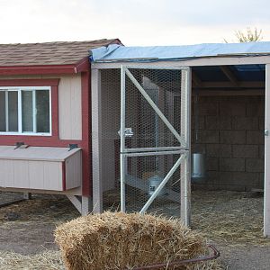 Coop and run are almost finished, but the girls are living there anyway.
