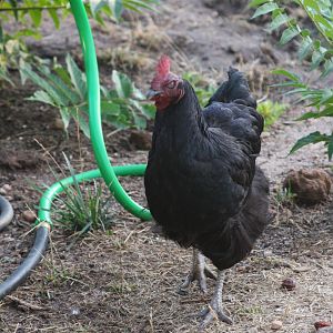Starbuck going for a walk to the compost pile.....mmmm, worms.