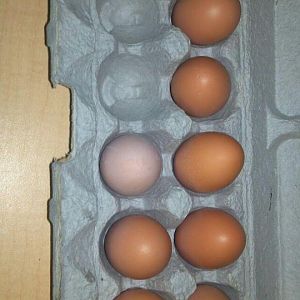 Brown and Light Brown Eggs!