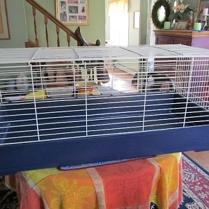 Using this as a brooder/ 42" by 18 wide by 22 high, should be fine