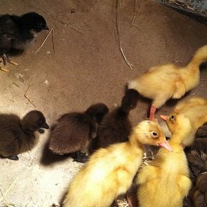 Momma hen and the black chick and chocolate runner ducklings she hatched. She also too in 2 other chicks and 4 yellow runner ducklings as her own!