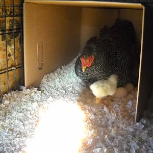 bantam Leghorn/bantam Plymouth Barred Rock cross chick