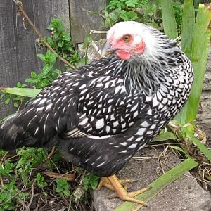 Chichi is a silver laced wyandotte. She is now the boss hen in our little flock. Shocking to Nugget.