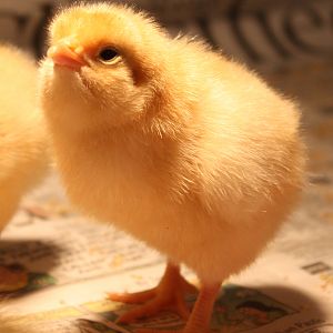 We started with 6 Buff Orpintons. They have such a cute personality as chicks.