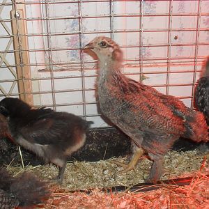 Black giant 2.5 weeks and Dark Brahmas 3.5 weeks