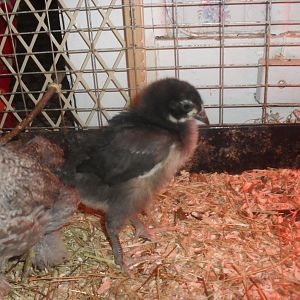 Jersey giant  chick