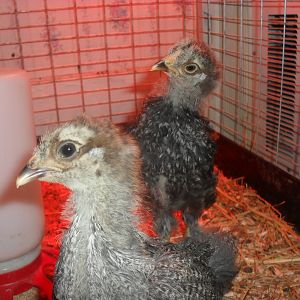 What are you looking at?