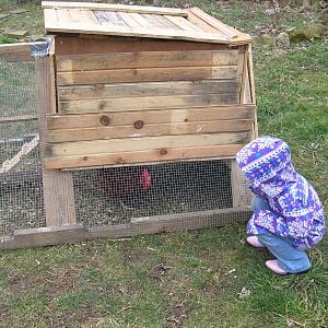 Our first coop.  Yikes, it was smaller than we thought.  We immediately started on a new coop & this is now the pullet coop!