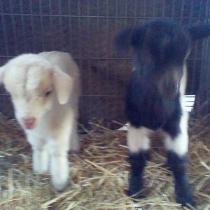 Hank and Patsy @ 2 wks old