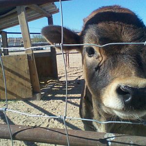 Fu Man Chu @ 5 mos. old