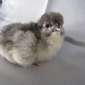 Hatched Blue Orp from pawtraitart