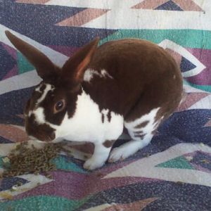 Mr. VelvetEar @5mos.