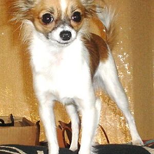 Bella Momma Mia 3 yrs old