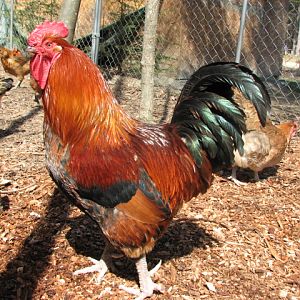 Big Red - possible welsummer mix- who care? he is the best rooster I could ask for :)