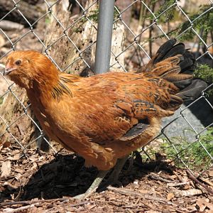 easter egger from Ideal