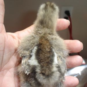 #1 Partridge @ wk old