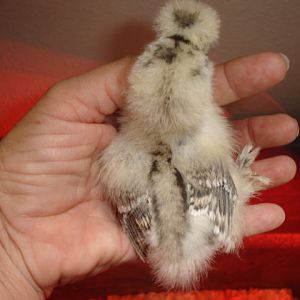 #3 Partridge @wk old