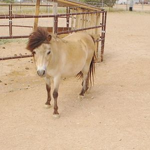 Goldie mini horse 4 yrs old
