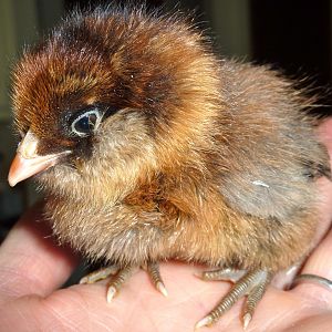 Rootbeer, an Easter Egger