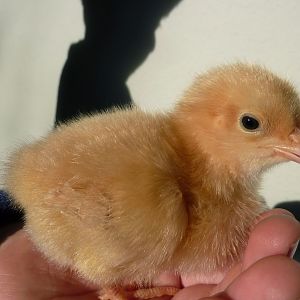 Sawyer, a Buff Orpington