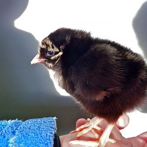 Pearl, a Silver Laced Wyandotte