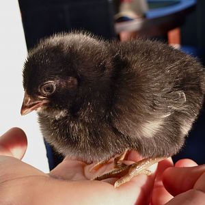 Thug, a Barred Rock