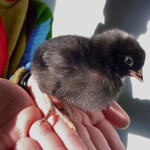 Meredith, a Barred Rock