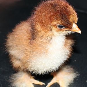 Stripped Bantam Cochin