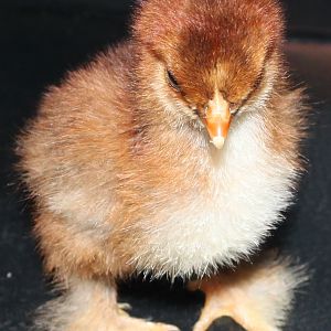 Stipped Bantam Cochin