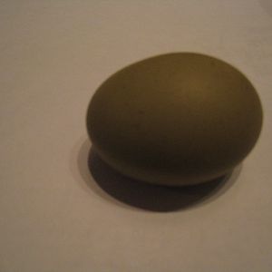 LaVerne's first egg