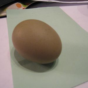 LaVerne's first egg