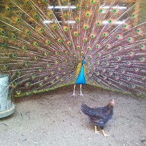 Wifes #1 peacock