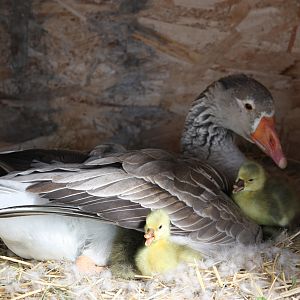 Bonnie with a baby girl and boy :)