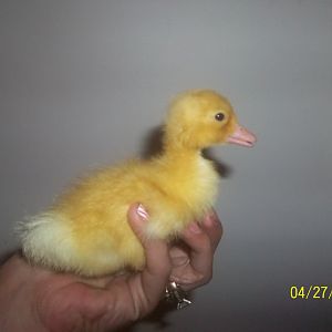 My daughters Pekin Duck, Mrs. Quackers.