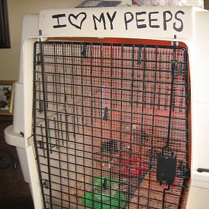 Added hardware cloth to make it pet "predator" proof.