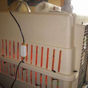 We put an inline dimmer switch on the heat lamp to adjust the temp.