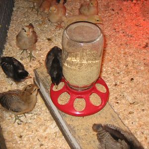 Growing and starting to feather out.....moved to a larger brooder.