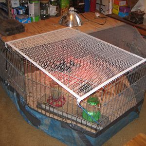 This one was made from an old dog fence we had got from Pet Smart to take with us camping when our dogs were pups.  Again hardware cloth around it, cardboard on on the back & one side panel.  A tarp stitched to the fence with a cardboard floor on top of that.  The white top panel is bungeed on, so we can get to the water & feed.  The fence panels are all hinged together, so can pretty much make any shape we wanted.