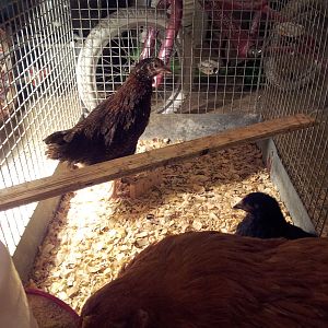 Saffron (SSX), Paprika (NH RED), Sage (Austalorp)