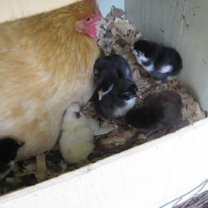 baby chicks 2012/04/26