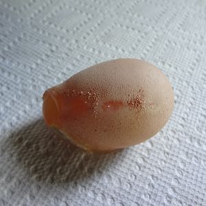 strange not completely formed egg (hen-sexlink, approx 4 mos old)