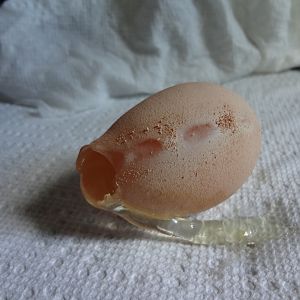 not completely formed egg laid by a young hen ?????