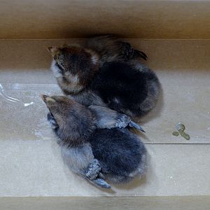 Just home, EE or Ameraucana (pullets) we hope! 4-23-2012
Update 6-6-2012 one pullet, one cockerel. Top chick is black and white pullet, bottom one is multi Roo.