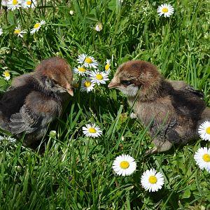 EE or Ameraucanas 4-23-2012
Update 6-6-2012, chick on left is multi Roo and
chick on right is black and white pullet (so far)